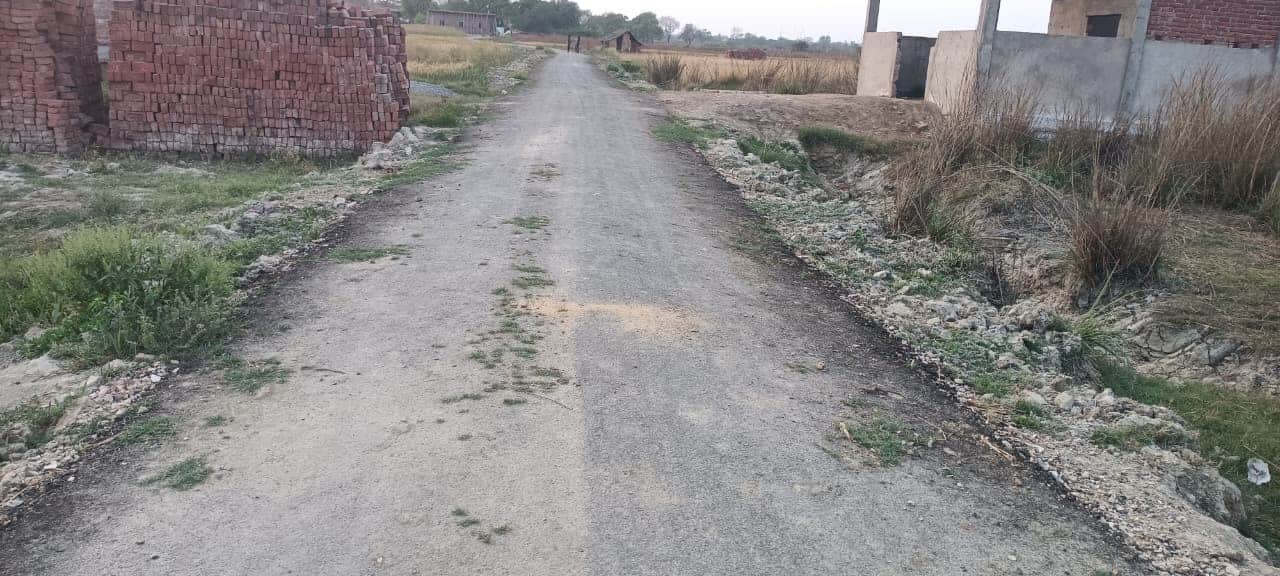 भौथर जाने वाले मार्ग पर उगी घास। संवाद