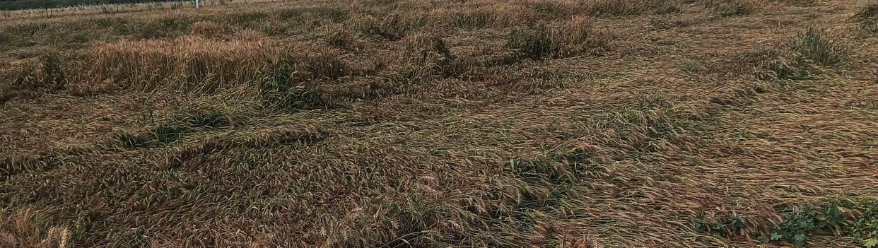 The wheat crop fell in the fields due to rain accompanied by wind.