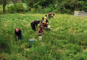 Farmers gathered in the fields after the rain, planting of tomatoes and capsicum began.