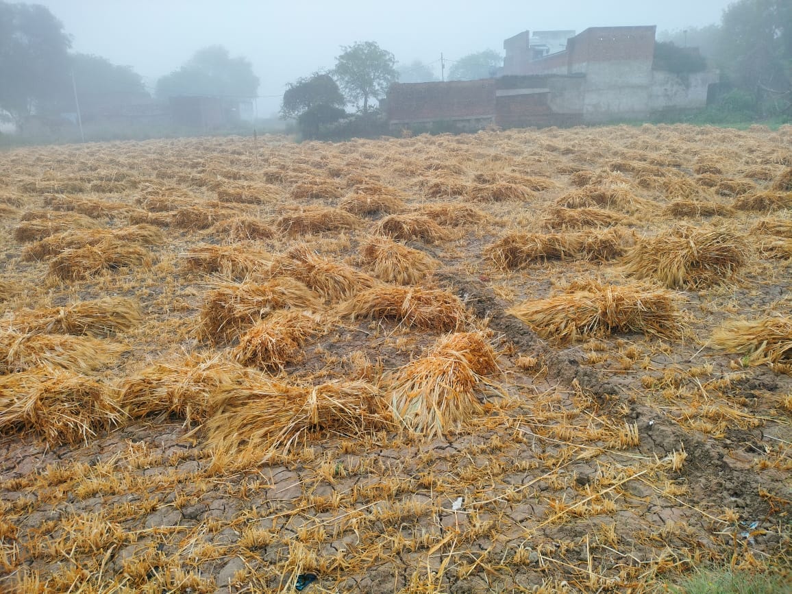 The changing weather has taken a toll on farmers, causing a crisis for crops.