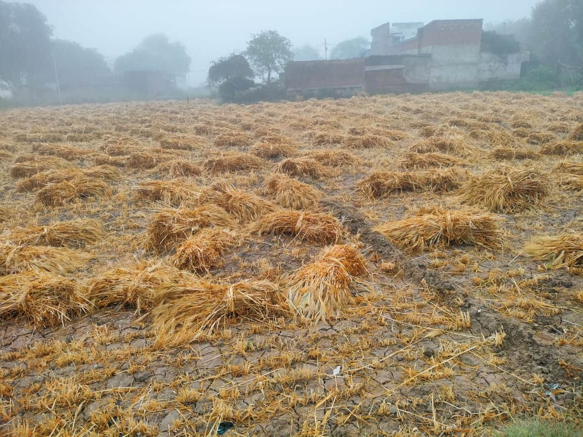 फोटो - 04 खेतों में कटी पड़ी फसल। संवाद