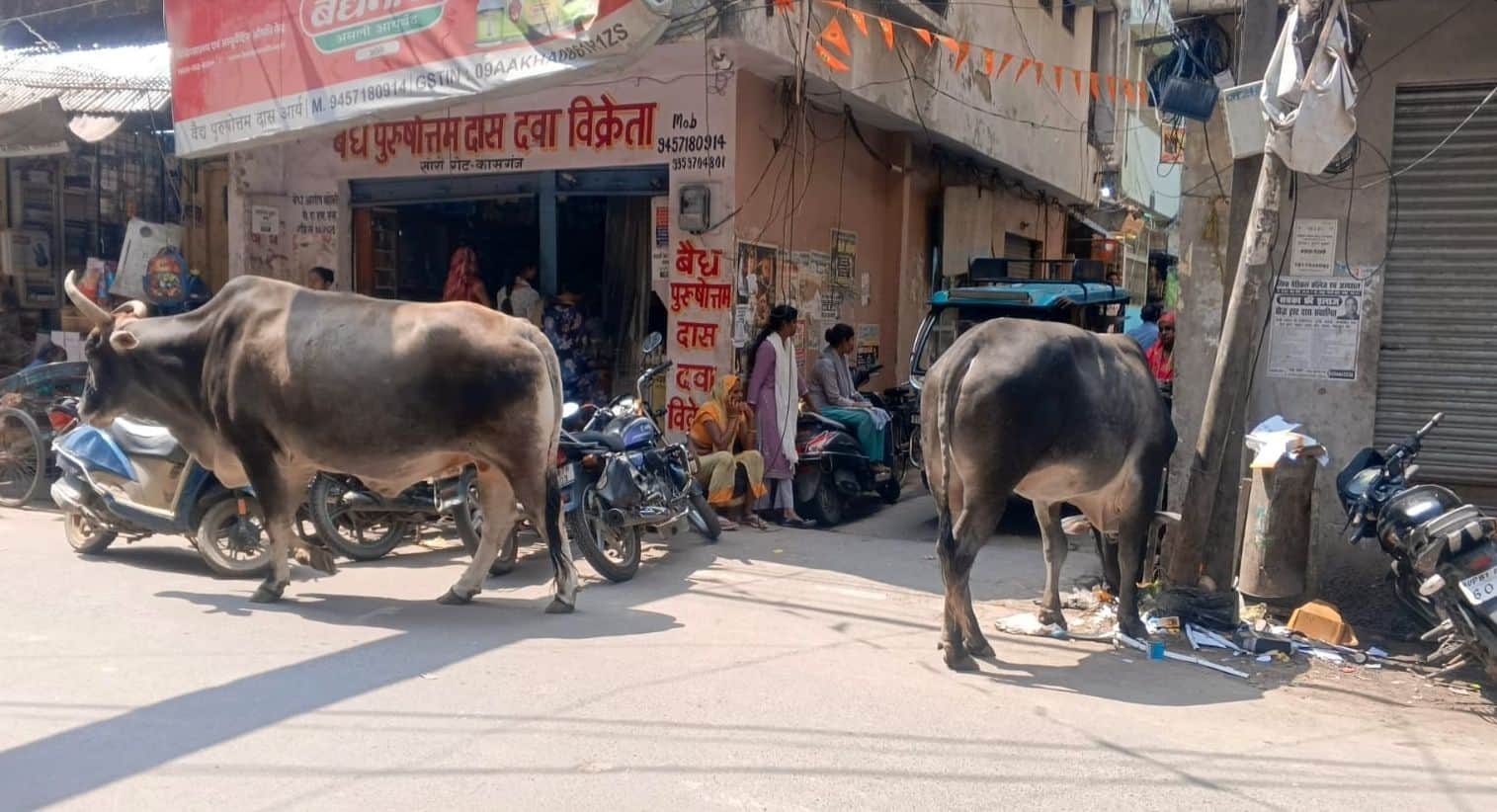 फोटो07कासगंज में सोरों गेट बाजार में घूमते निराश्रित गोवंश । संवाद