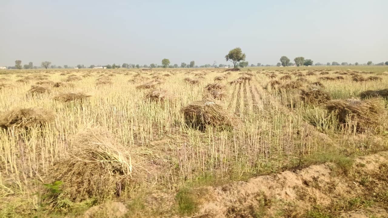 गांव मेहूवाला में सरसों की फसल की गई कटाई। संवाद