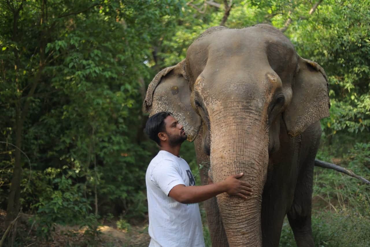 हथिनी चंचल। फाइल फोटो