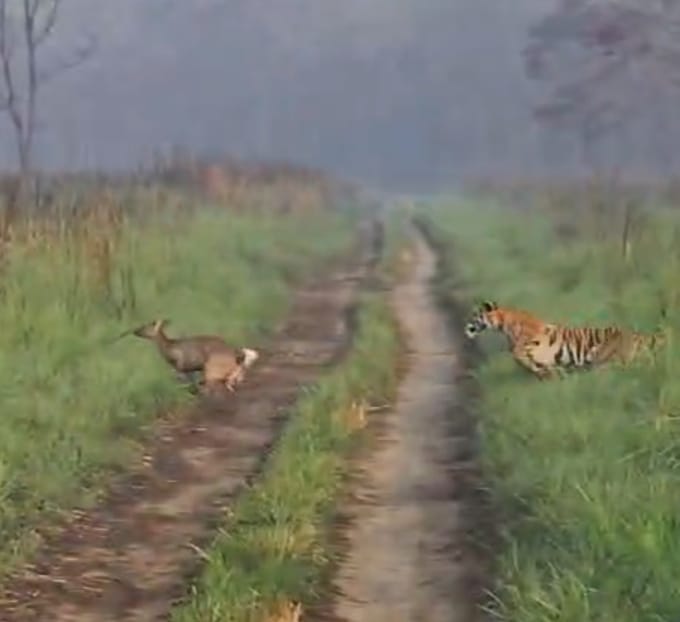 Tiger tries to hunt deer in PTR, attempt fails