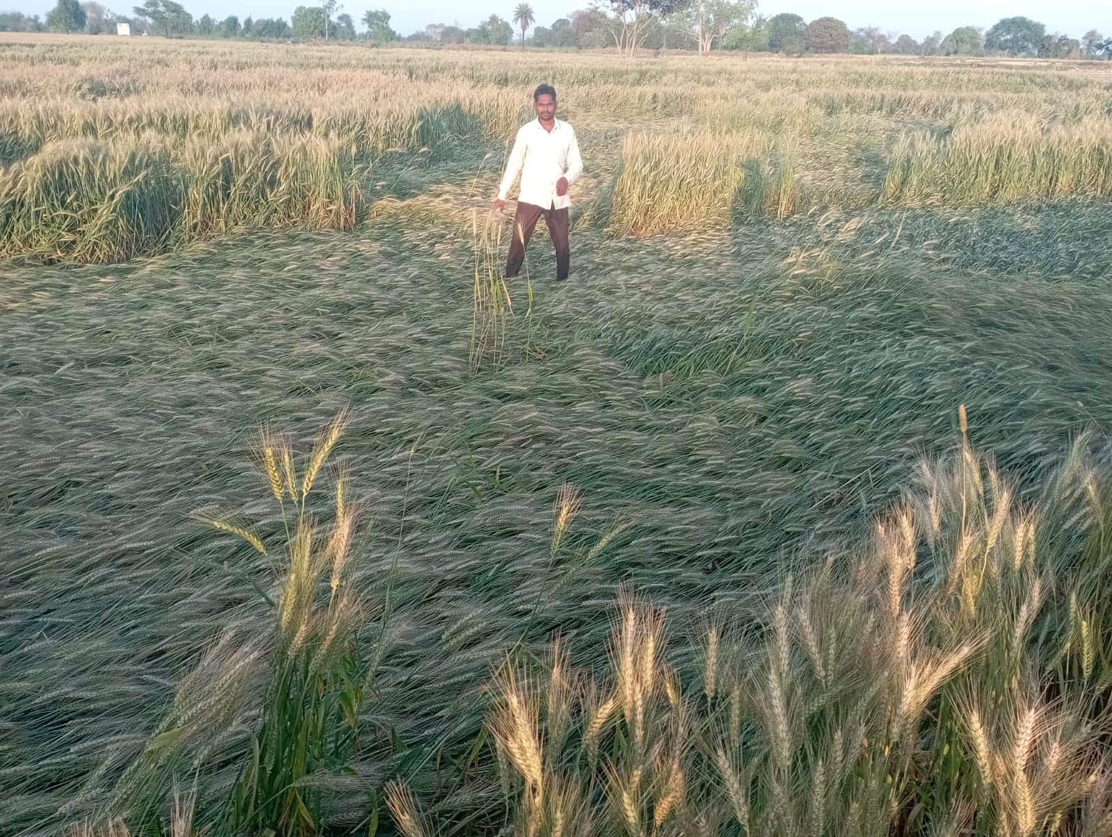 कस्बा जलेसर में खेत में बिछी पड़ी फसल को देखता किसान। संवाद