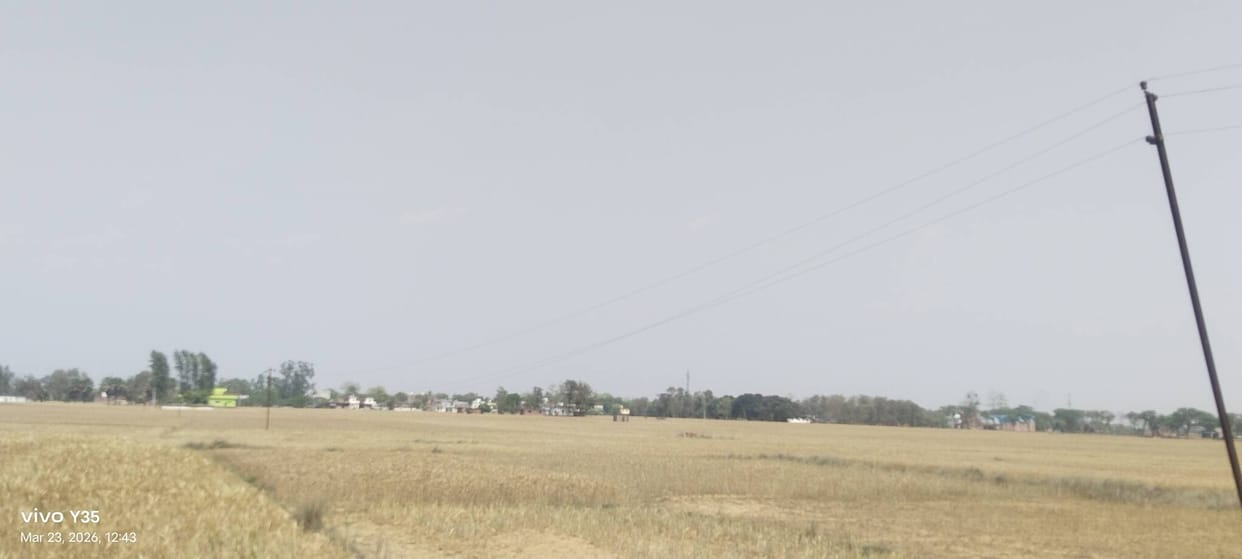 Farmers are facing the threat of wheat crop being destroyed due to hanging wires.