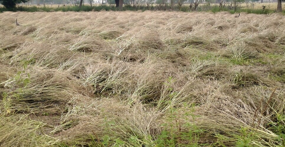 Mustard Crop Hit by Adverse Weather; Prices Rise Due to Reduced Arrivals