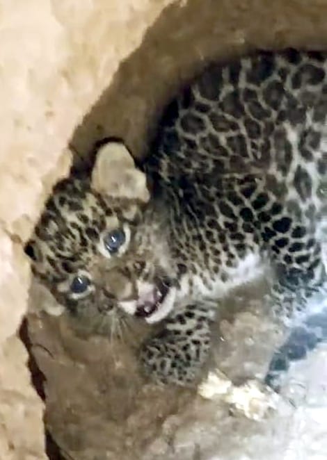 Female leopard spotted in field, cub found in den