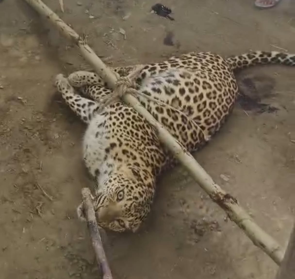 Courage amidst terror, villagers tied attacking leopard with ropes