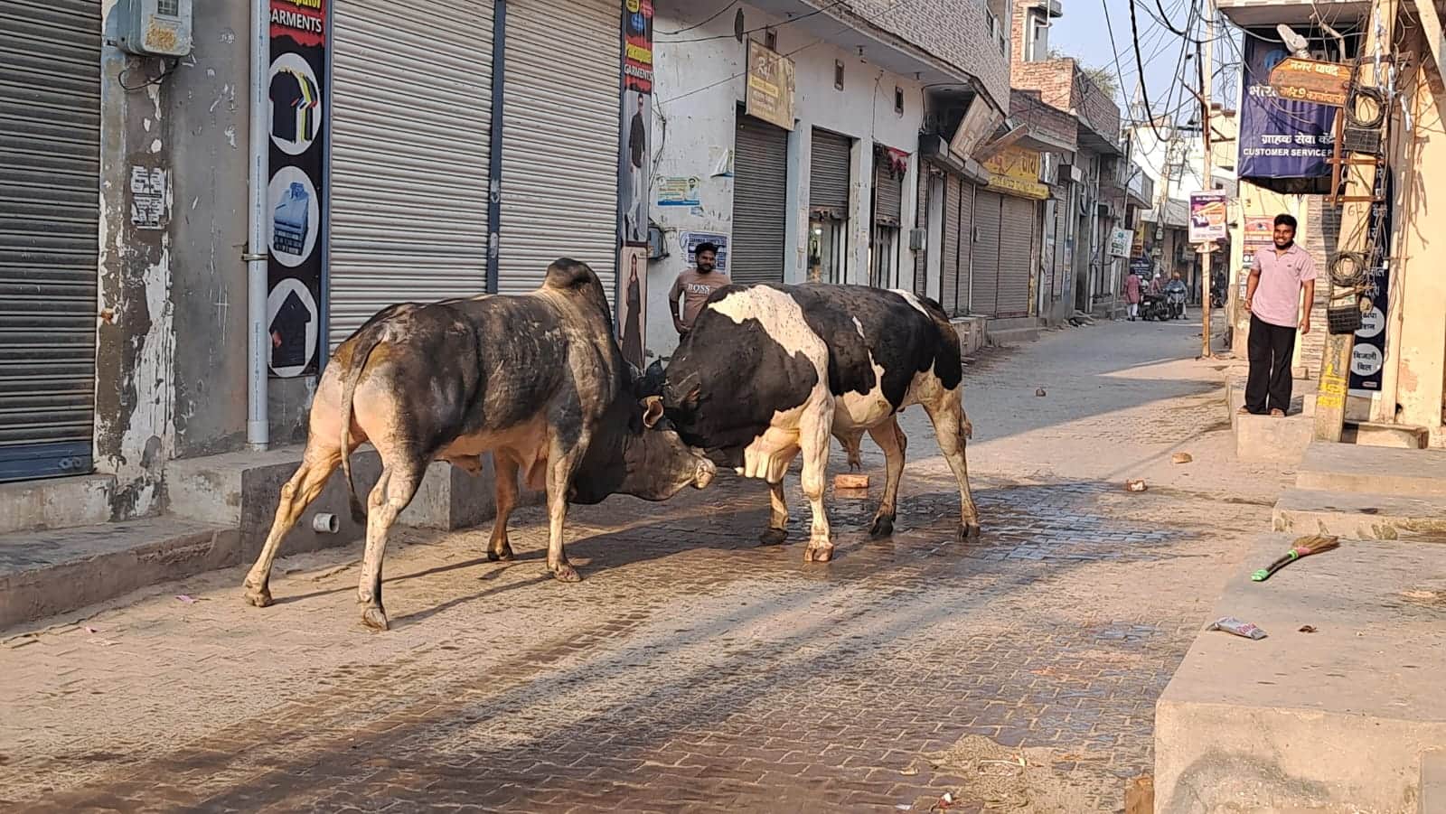 सड़कों के बीचों बीच लड़ते अवारा पशु। संवाद
