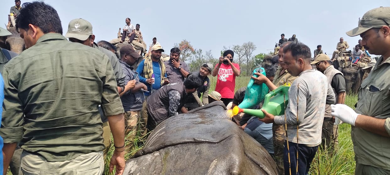 Another rhino freed in the open forest of Dudhwa