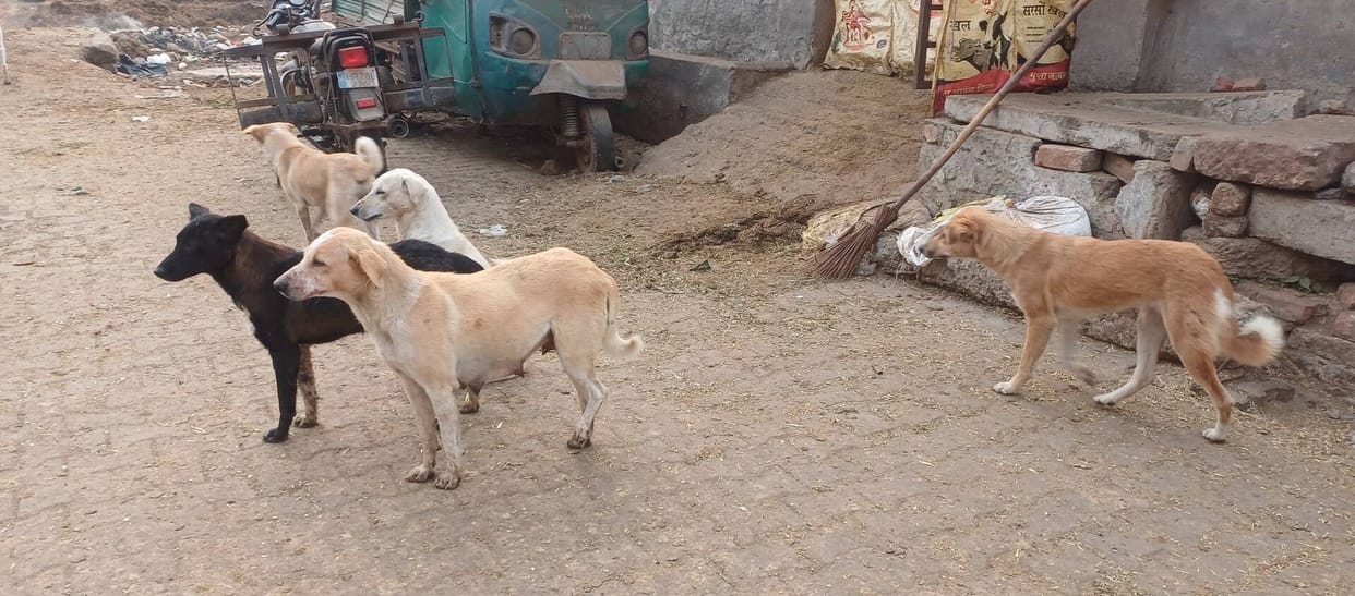 Dogs mauled 1,151 people in Cantt in two and a half months