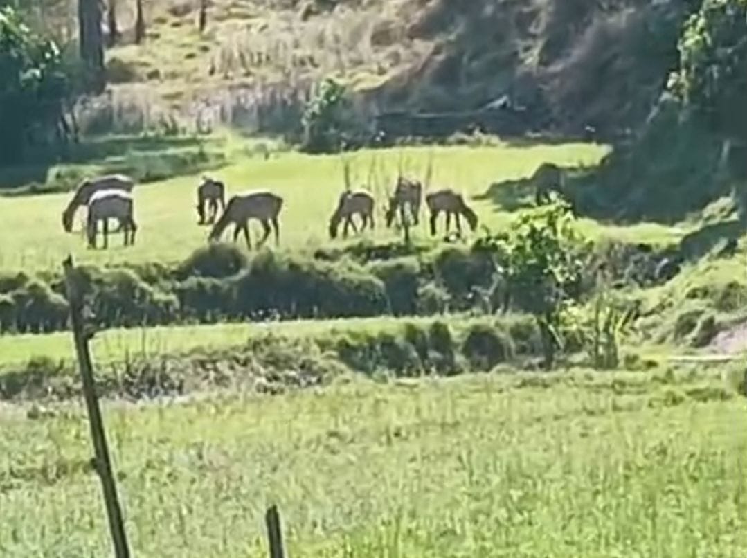 Wheat crop destroyed on 20 kanal land in Bhalkhun