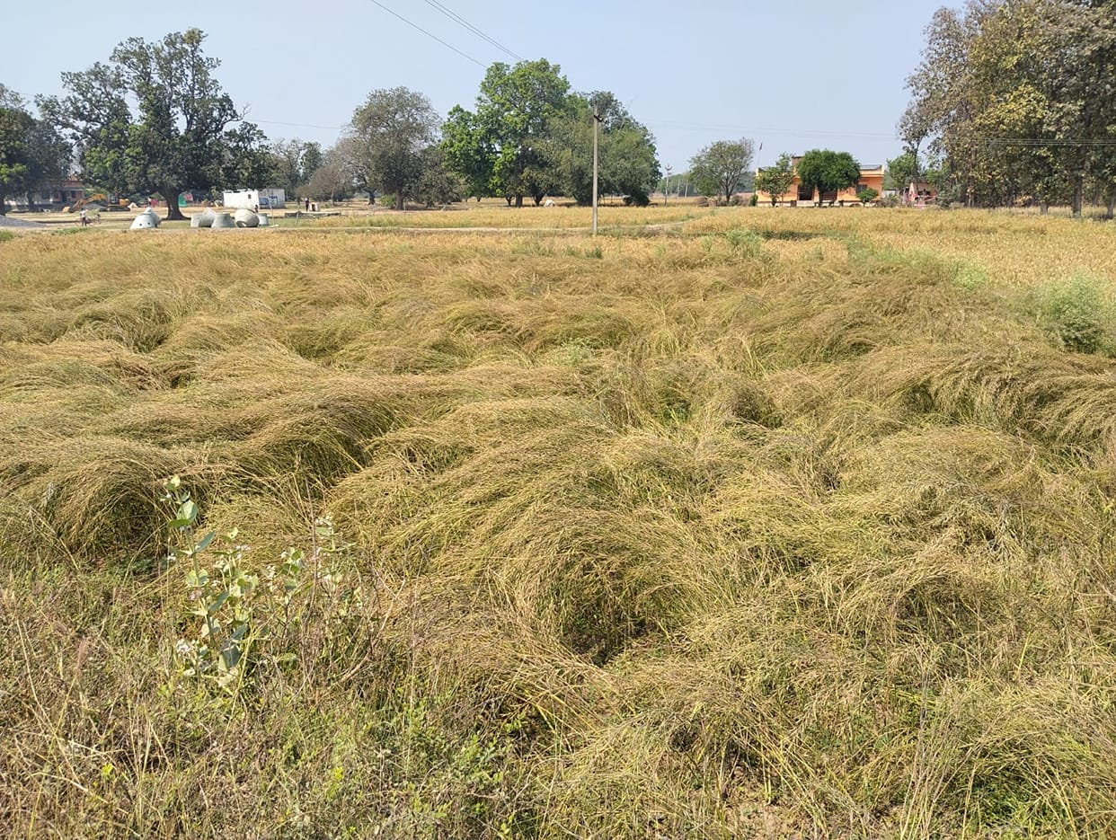 The drizzle that occurred again at night increased the worries of the farmers.