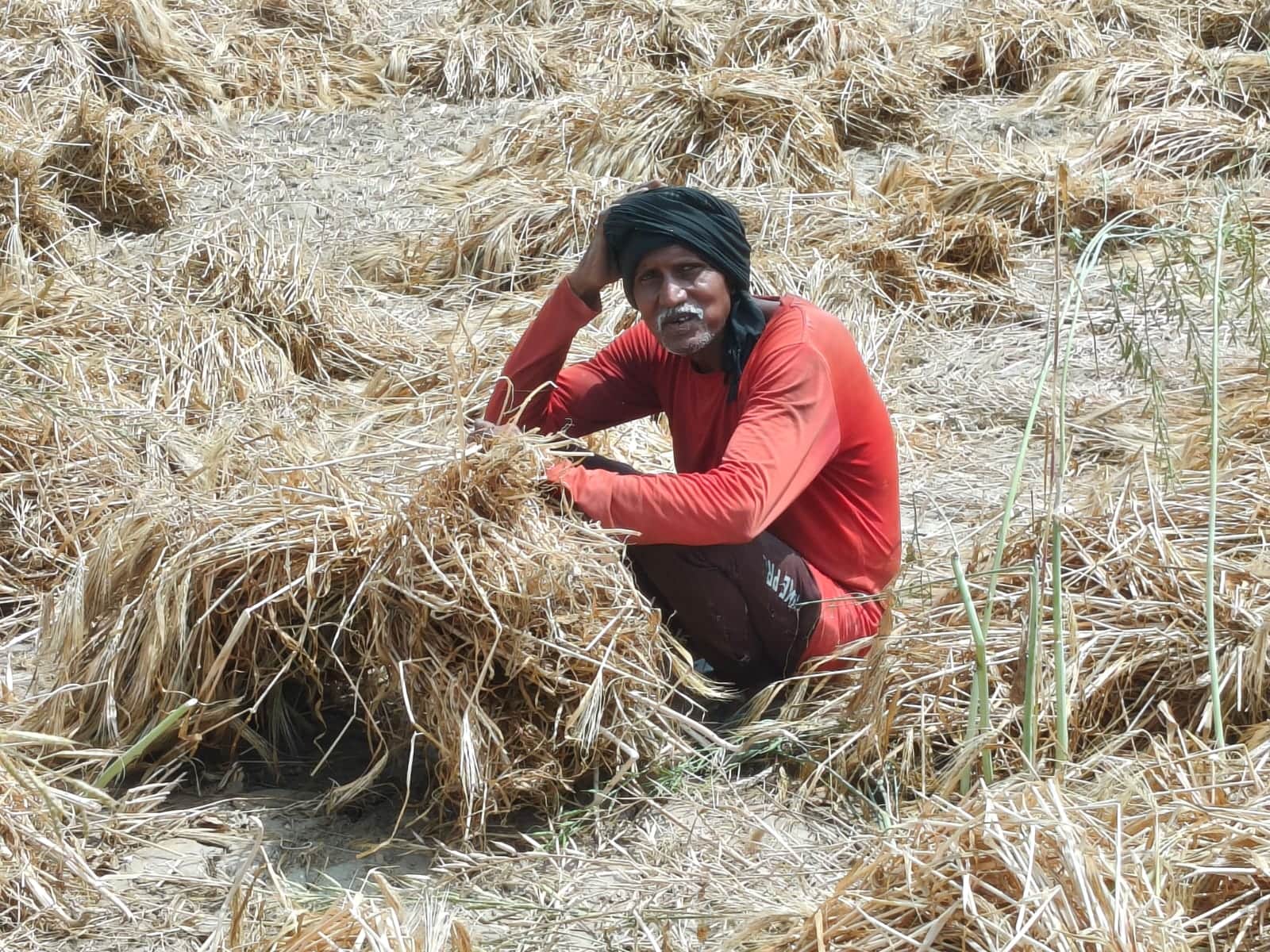 फोटो 24 सीकेटीपी 17 खेत में कटी फसल को समेटता किसान। संवाद