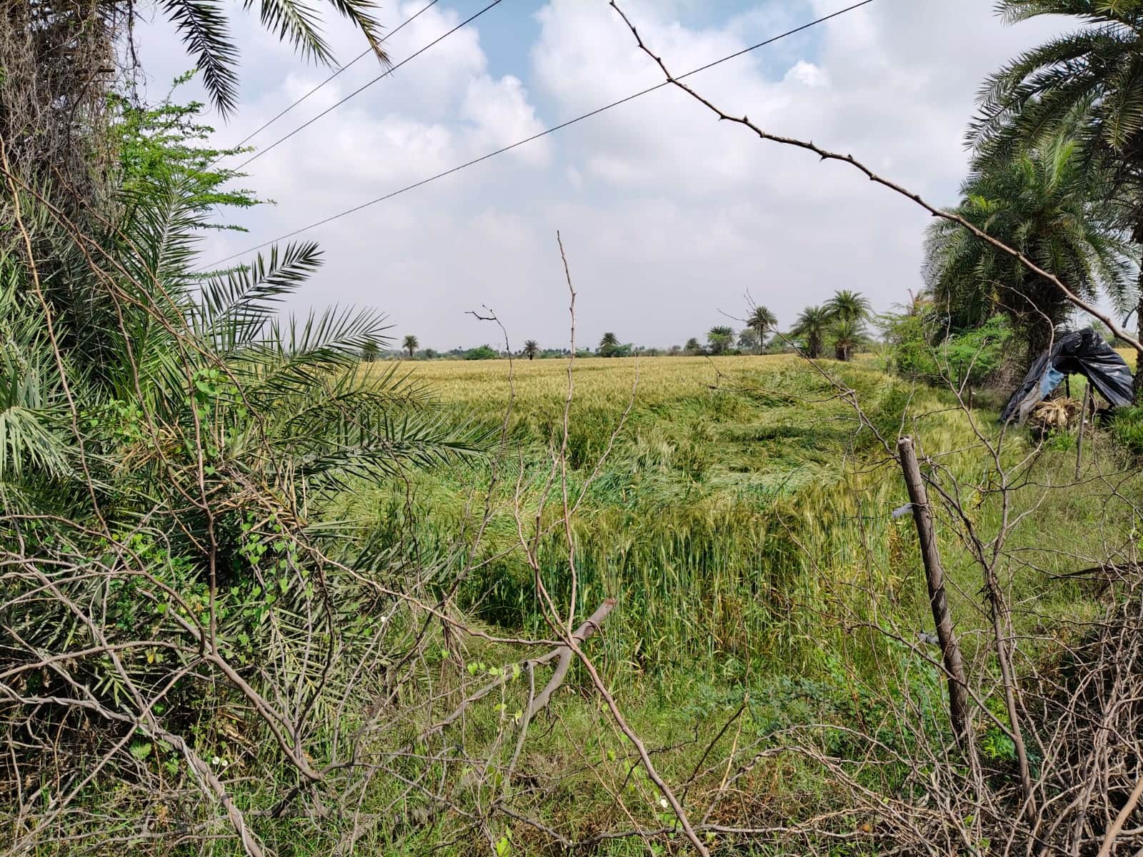 फोटो - 36 बारिश के बाद हवा चलने से बिछी गेहूं की फसल। संवाद