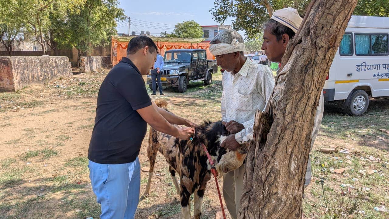 फोटो 6नांगल पीपा में पशुओं की जांच करते चिकित्सक।संवाद