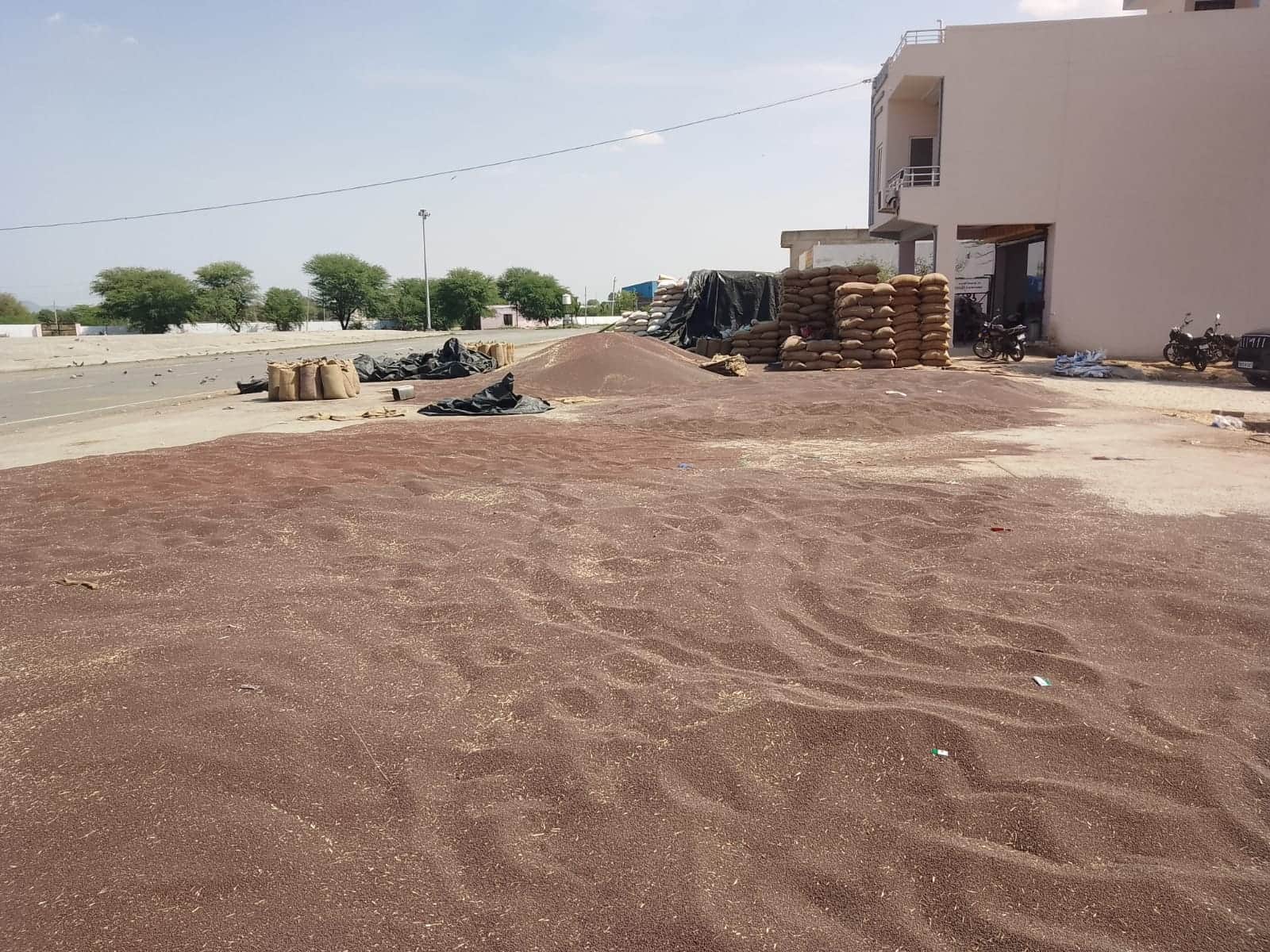 फोटो नंबर- 14नई अनाज मंडी में लगी सरसों की ढेरी। संवाद