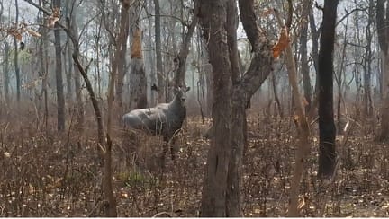Eight Acres of Forest Land Reduced to Ash; Wildlife Scorched