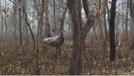 हर्बल पार्क में आग लगने के बाद जंगल में भटकती नील गाय। संवाद