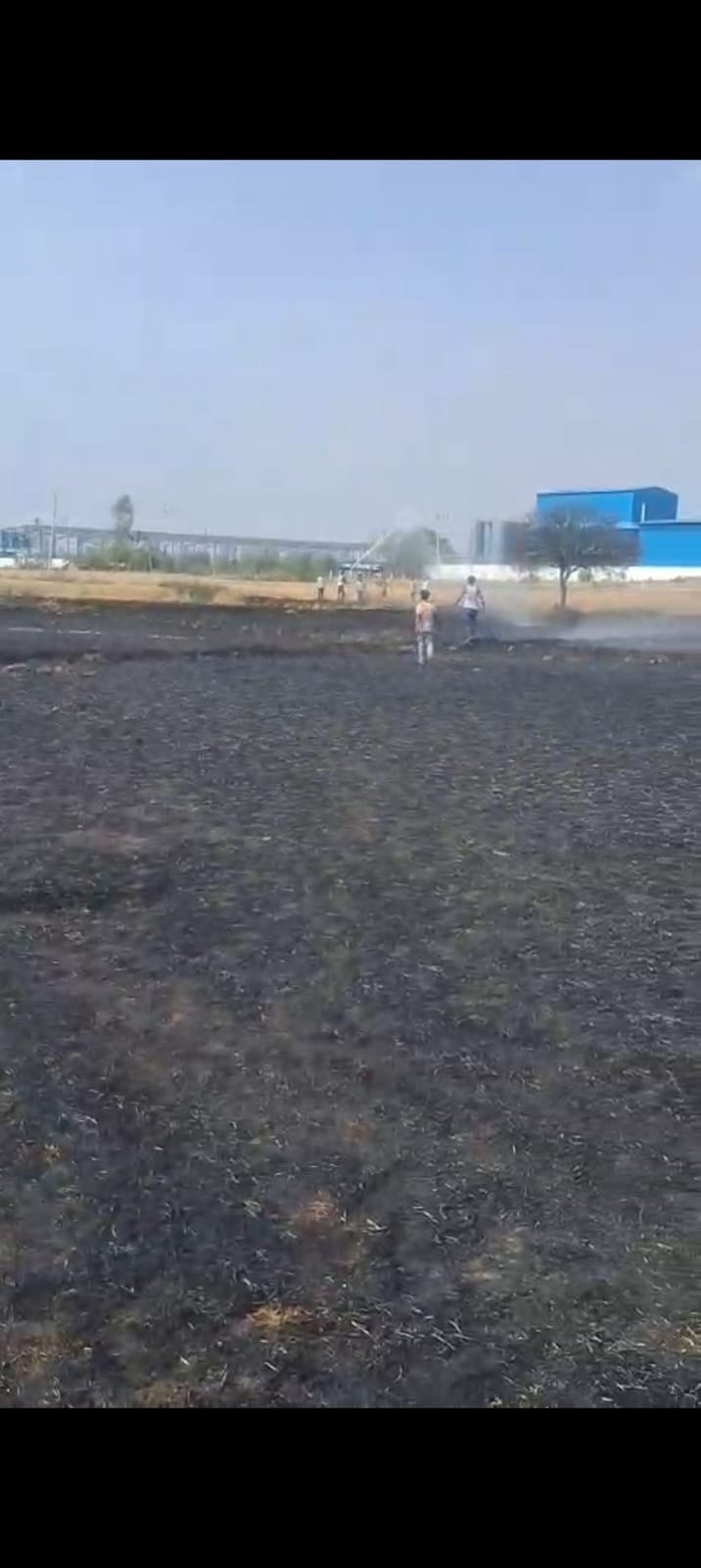 Two bighas of wheat burned due to short circuit.