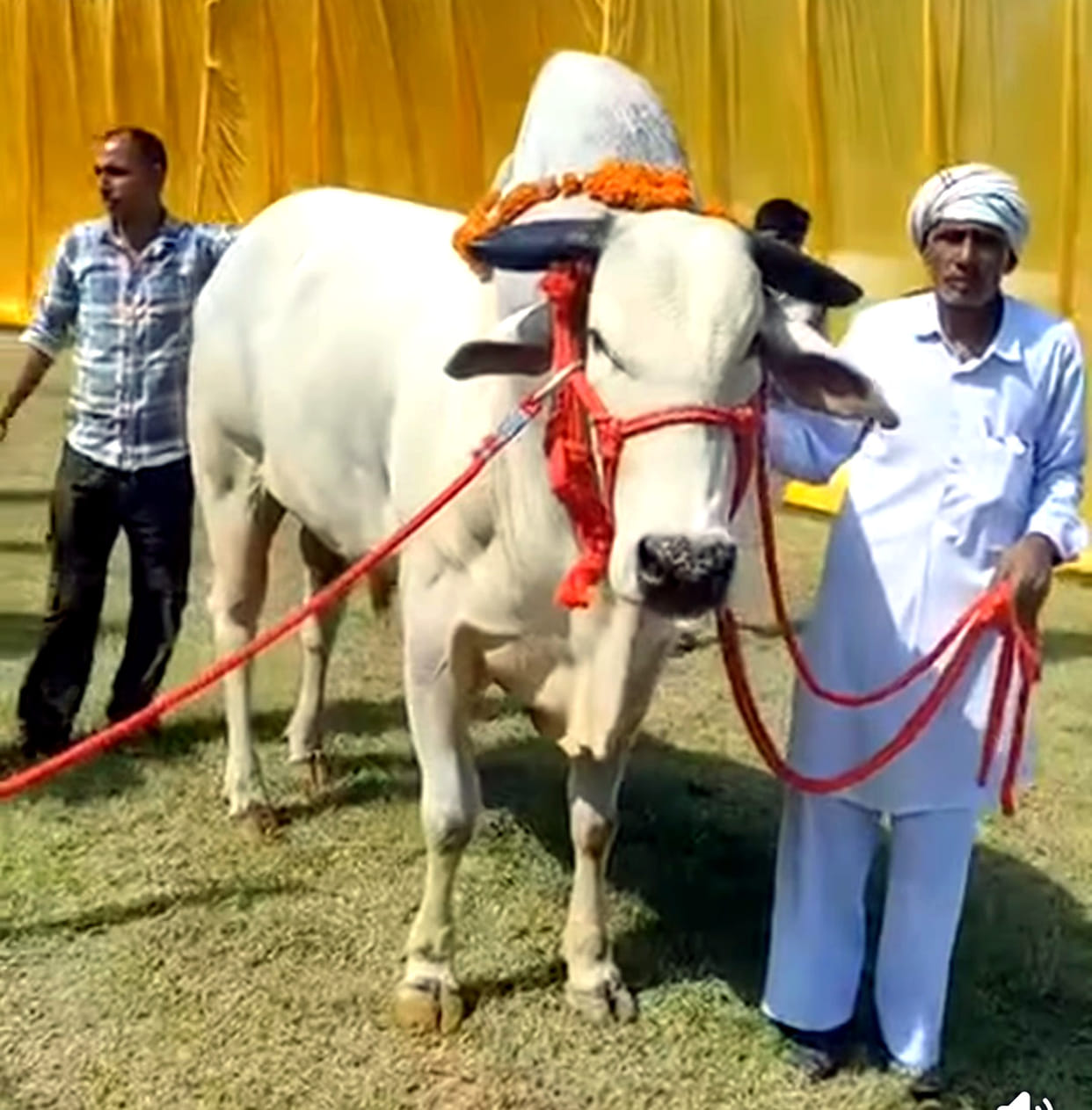 The Raja of Khark Pandwa village won the Cattle Show Expo 2026 held in Bahu Akbarpur.