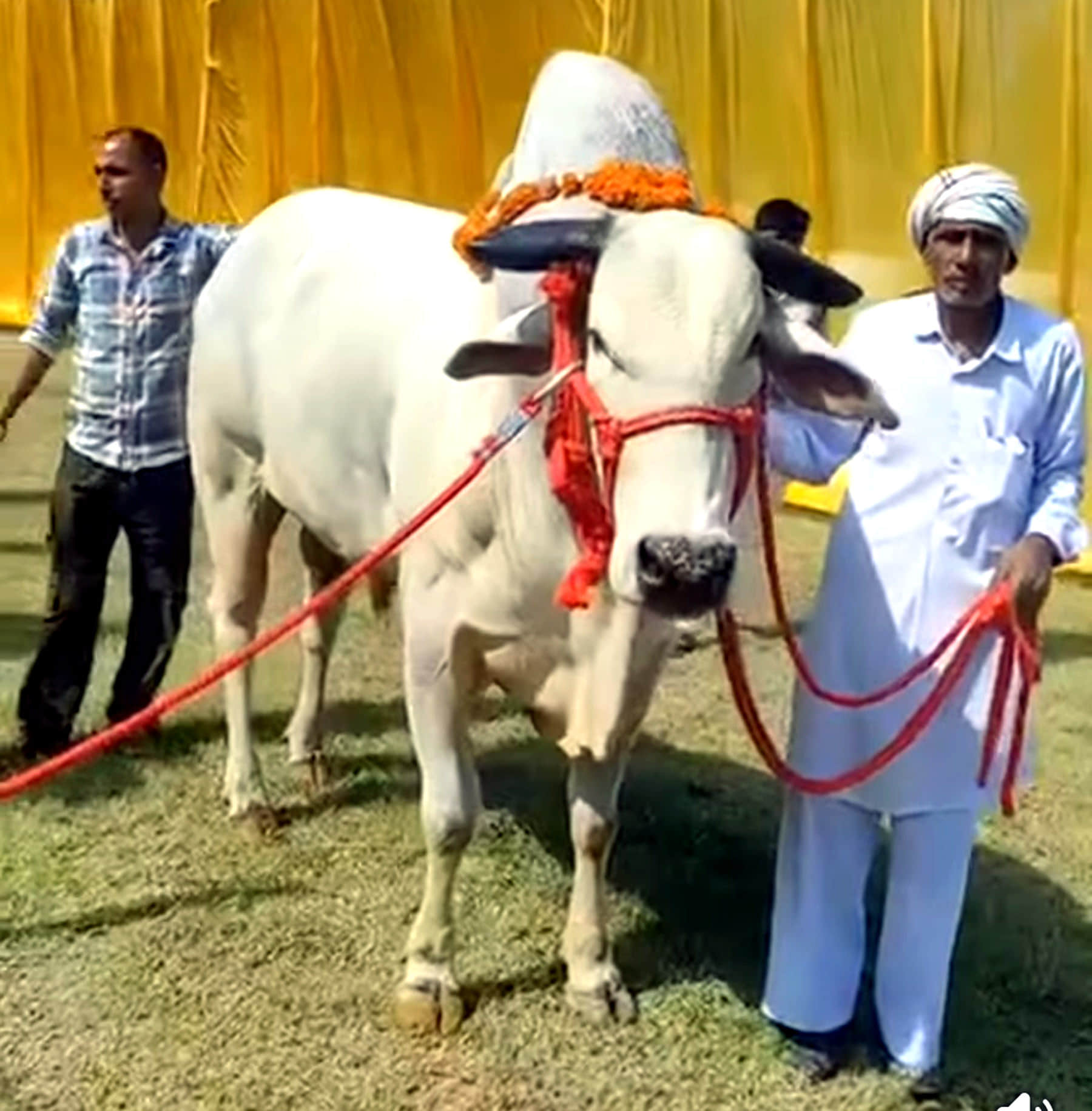 प्रतियोगिता के प्रदर्शन को तैयार राजा