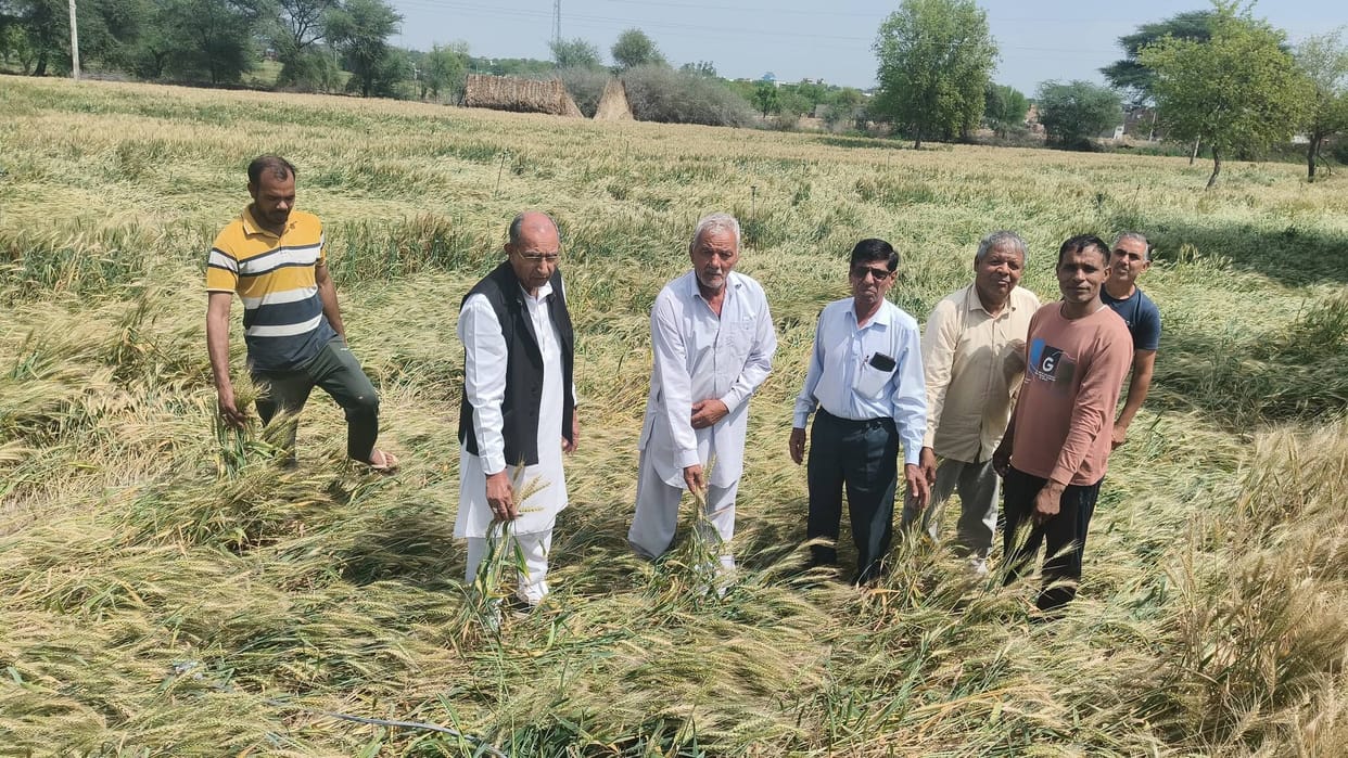 The former MLA visited the fields and assessed the damage to the wheat crop