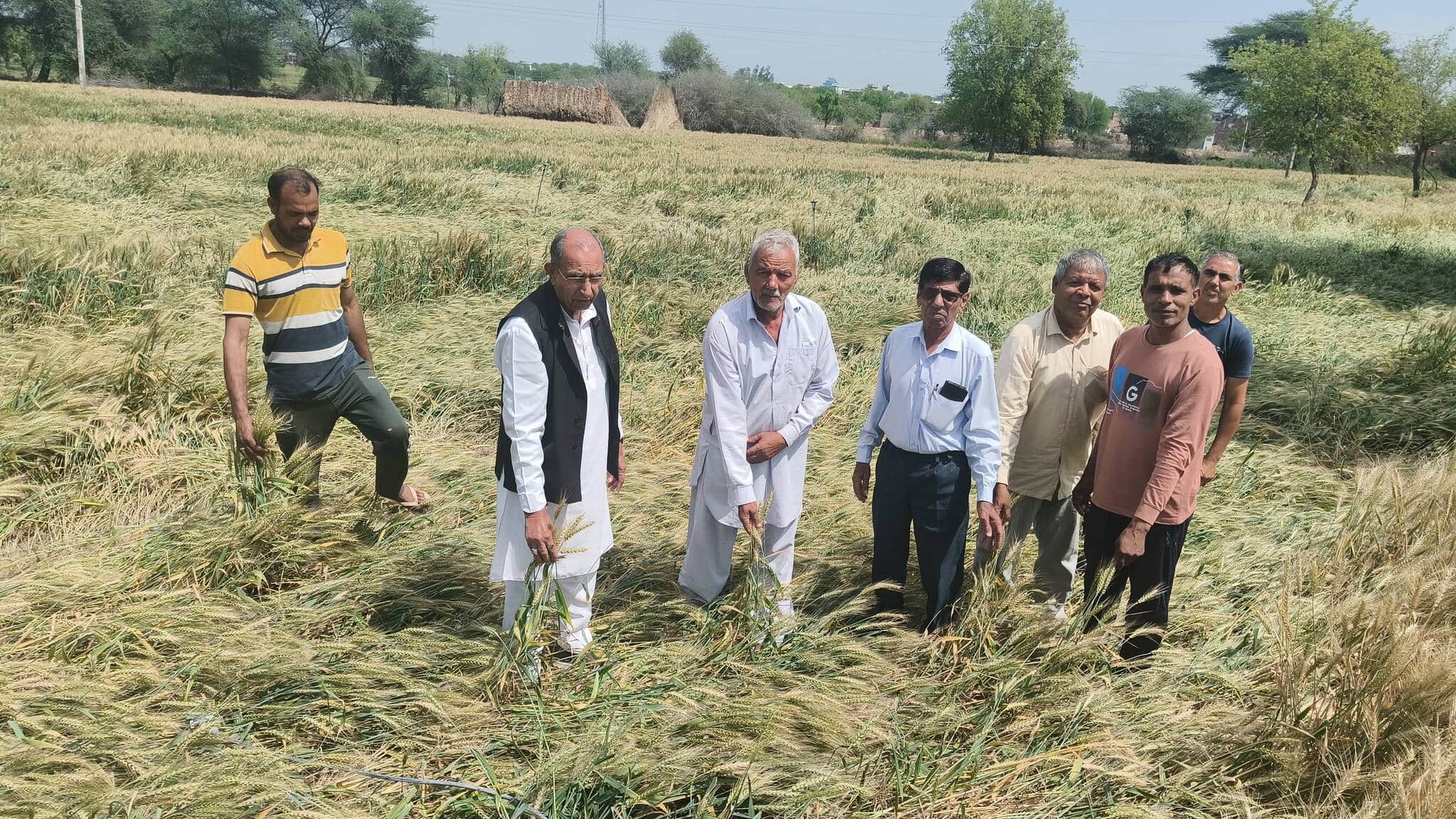 पूर्व विधायक रघबीर छिल्लर खेतों में गेहूं की फसल में नुकसान का जायजा लेते हुए।