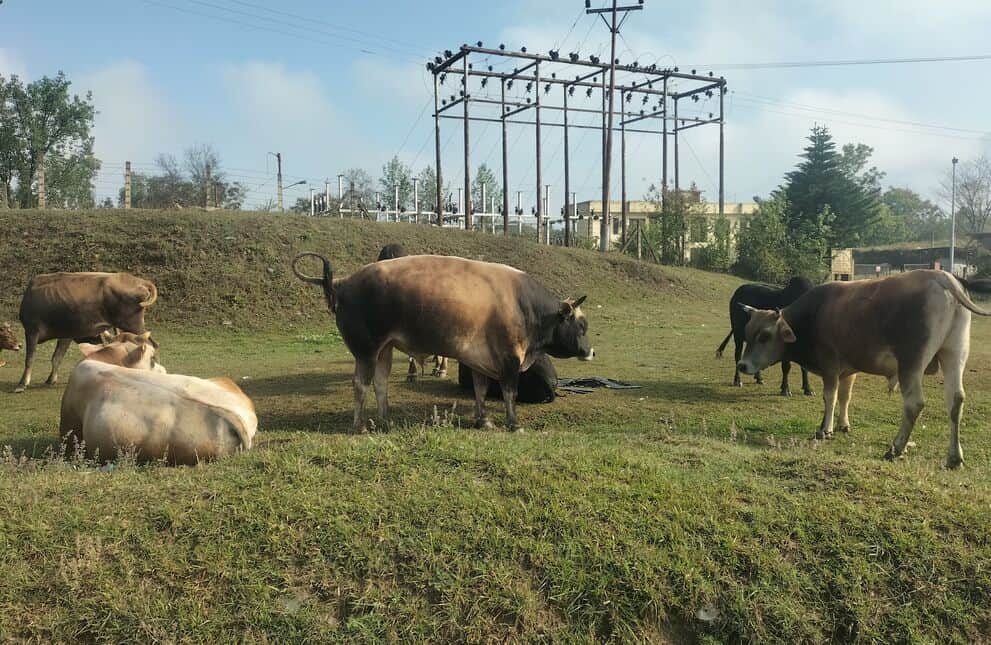 सलवाहन पंचायत के पाली में रात के अंधेरे में छोड़े बेसहारा पशु चरते हुए। संवाद