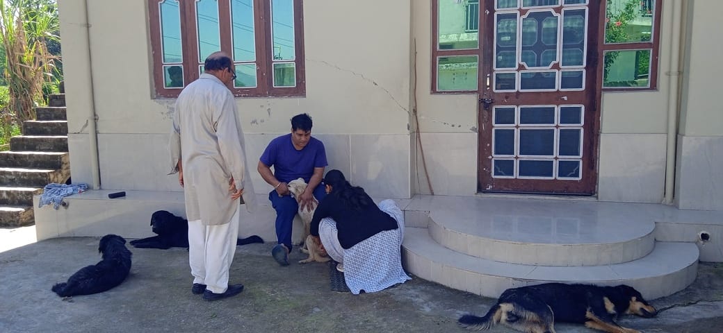 Stray dogs were vaccinated in Syahola Panchayat.