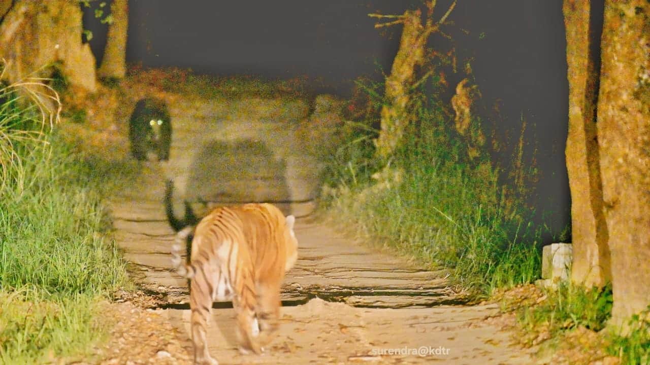 दुधवा के जंगल में बाघ और भालू का हुआ आामना-सामना। स्रोत : वन विभाग।