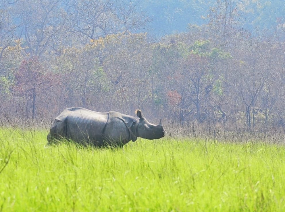 Movement of rhinos released into open forests normal