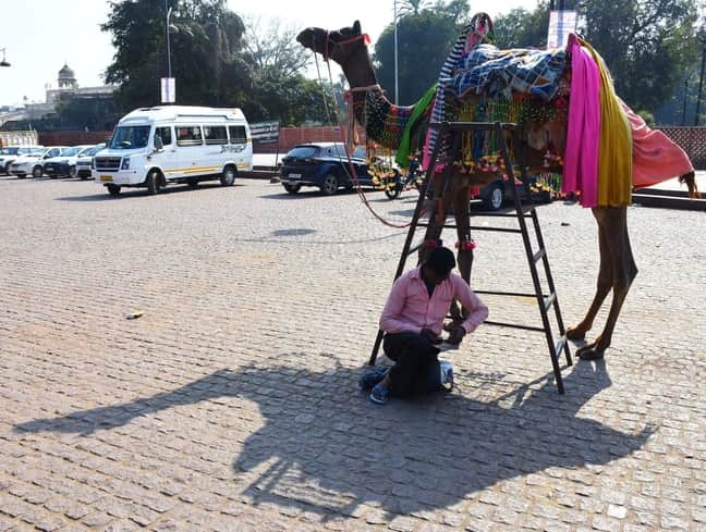 धूप से बचने के लिए ऊंट मालिक ने इस तरह किया जुगाड़। 