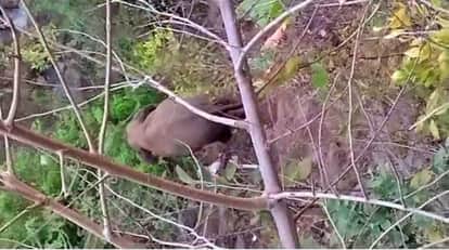 उत्पात मचाते हाथी,फसलों का नुकसान