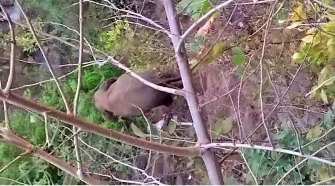 उत्पात मचाते हाथी,फसलों का नुकसान