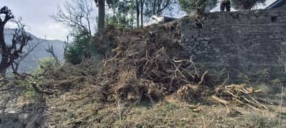 वन विभाग की ओर से पकड़ी गई कशमल की खेप। विभाग