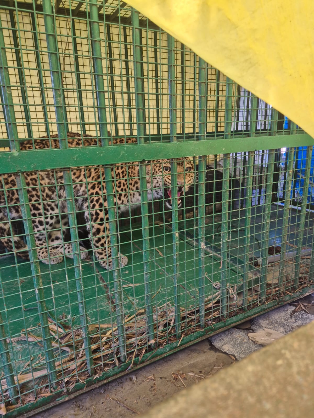 The leopard roared in the cage all night long