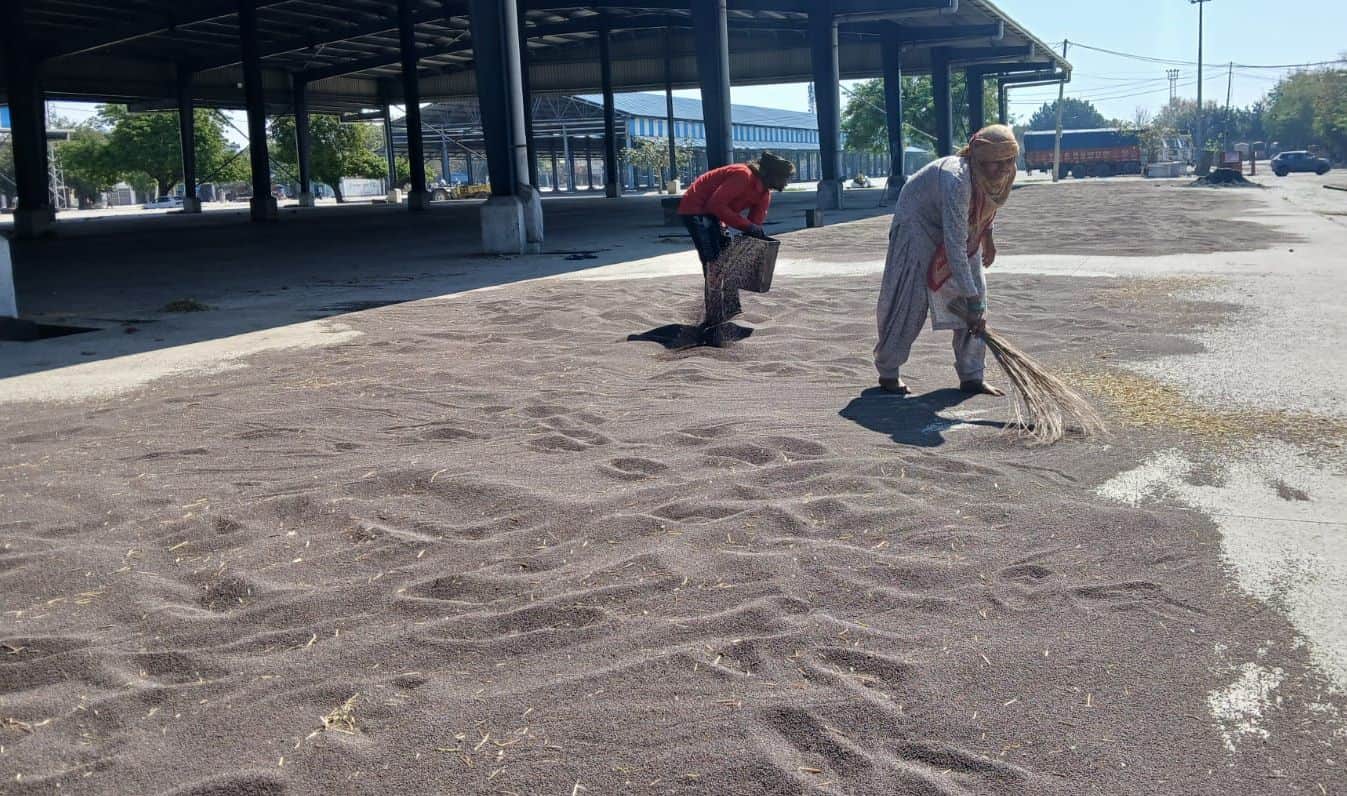 11-मंडी में आई सरसों को फैलाते किसान व मजदूर। संवाद