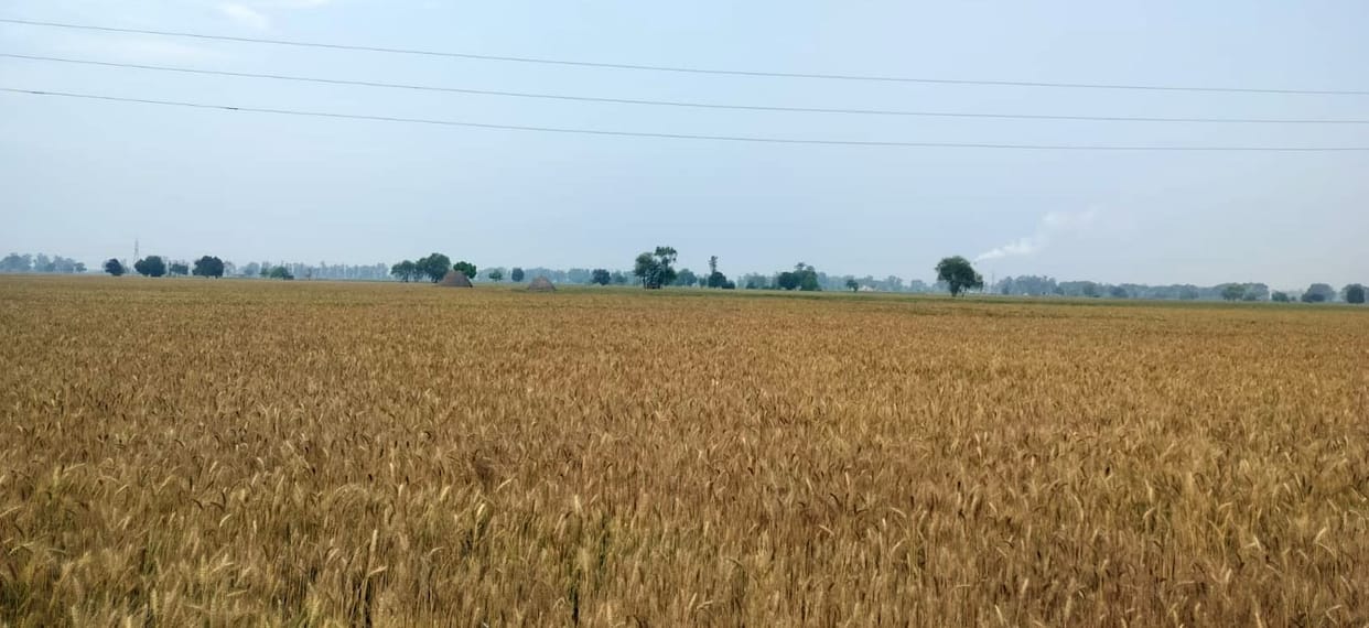 Volunteers made an educational tour of the historical site Rakhigarhi.