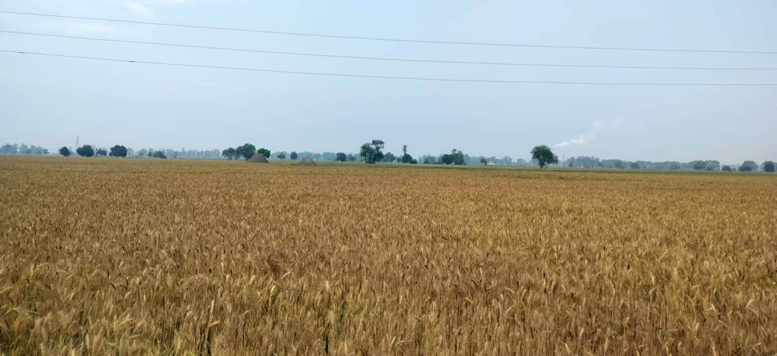 26जेएनडी15-पिल्लूखेड़ा क्षेत्र में खेतों में लहरा रही गेहूं की फसल। संवाद