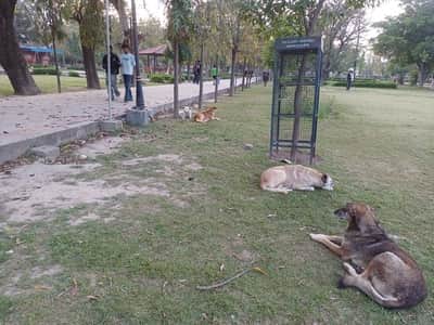 अंबाला छावनी के इंदिरा पार्क में बैठे कुत्ते और सैर करते लोग। संवाद