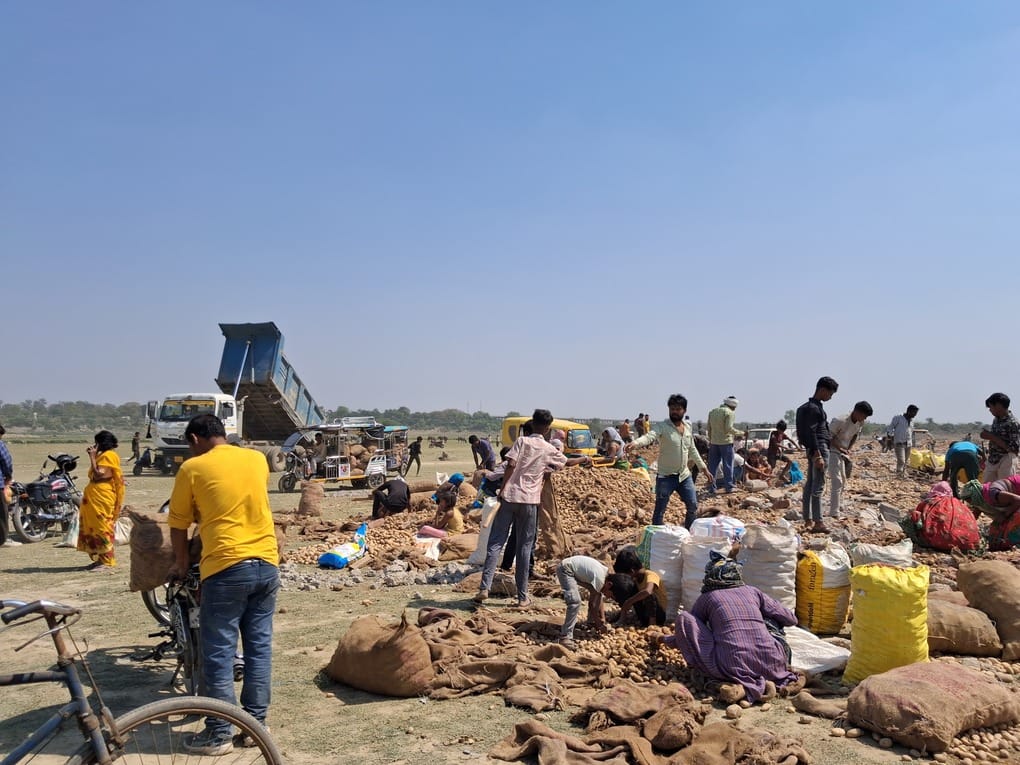 Along with potatoes, the looting of iron rods, bricks and wood continues
