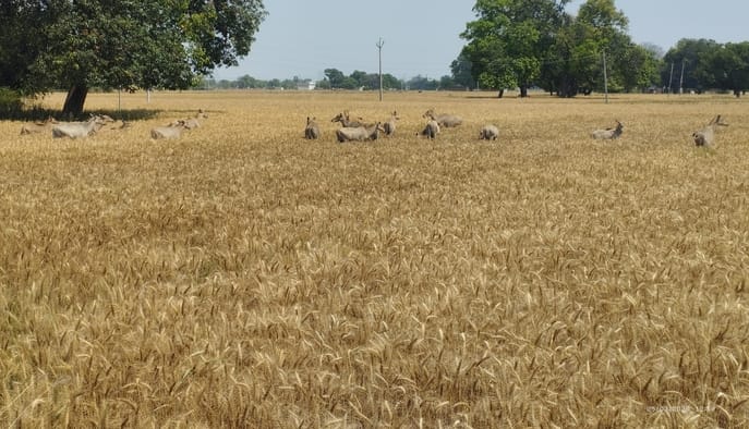 After unseasonal rains, farmers are now troubled by Nilgais