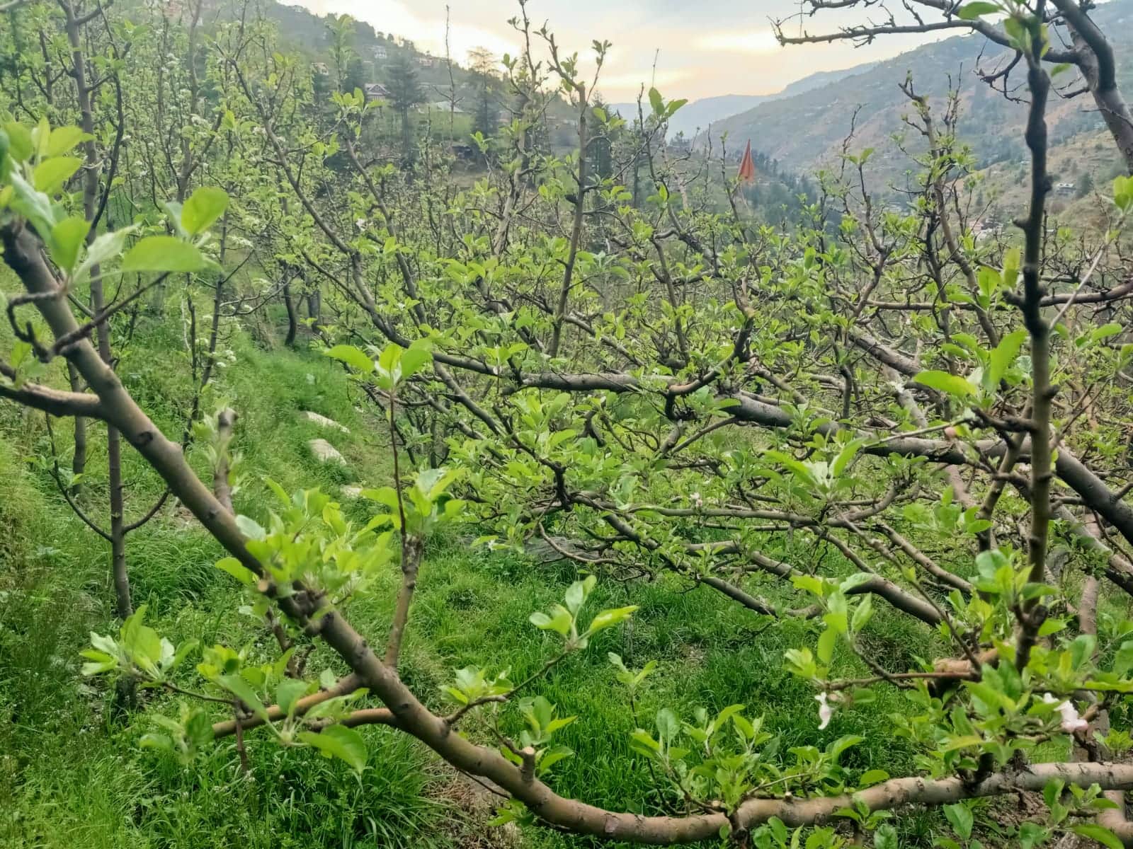 कोटरवाई क्षेत्र में सेब के बगोचों में निकल रही पत्तियां। संवाद