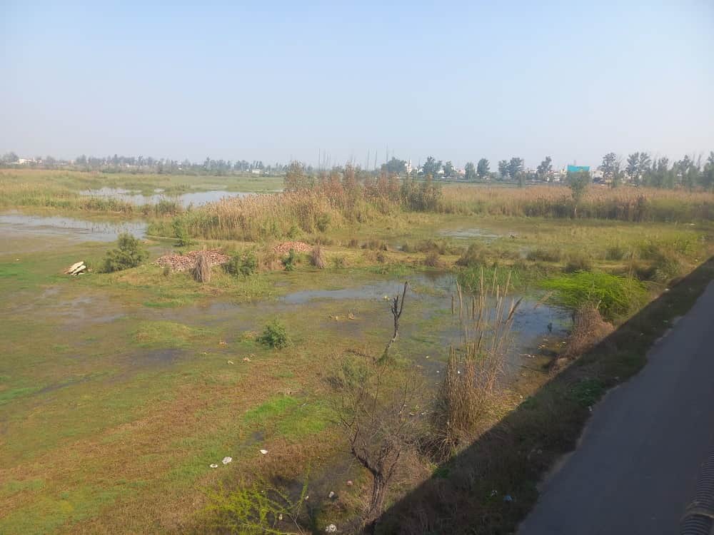 26jjrp04- खेड़ी खुम्मार गांव के खेतों में जमा पानी। संवाद