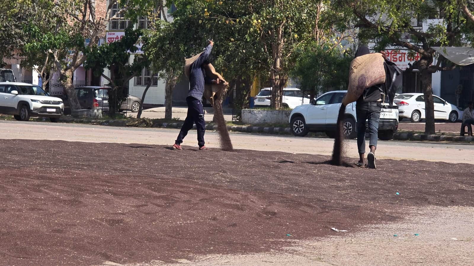 26jjrp15- झज्जर। मंडी में नमी वाली सरसों को सुखाते श्रमिक। संवाद