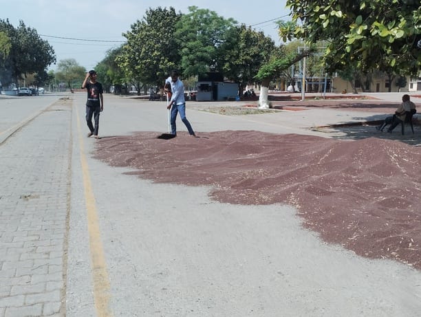 Incomplete preparations for Rabi season procurement, claims fulfilled, farmers waiting