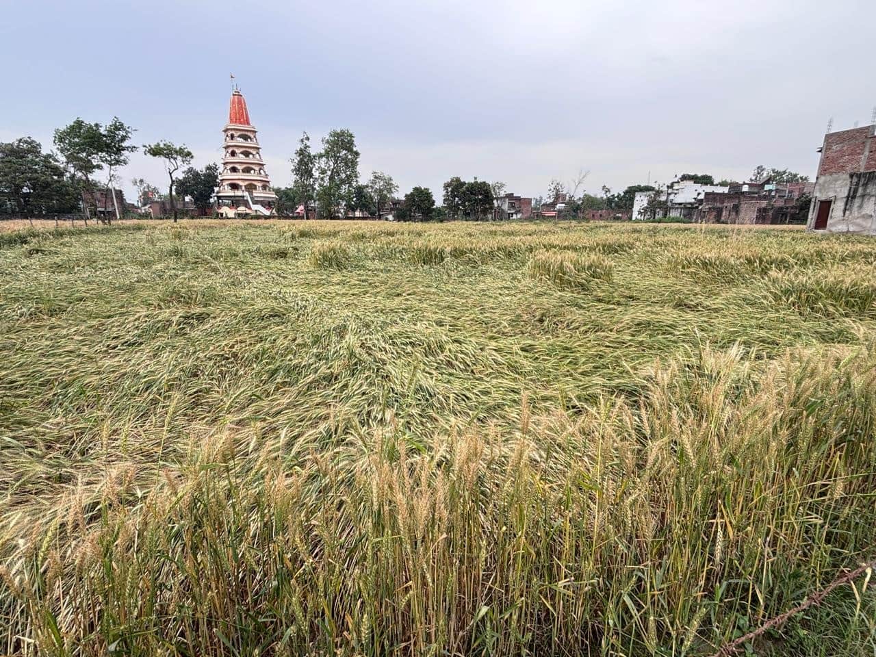 बलरामपुर के पेहर बाजार में बारिश के चलते गिरी गेहूं की फसल ।-संवाद